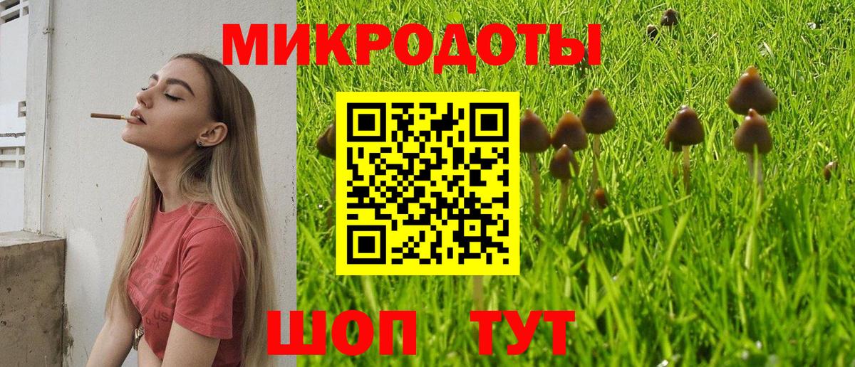 Галлюциногенные грибы Psilocybe Камень-на-Оби